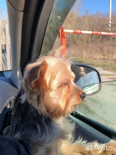 Йоркширский терьер вязка