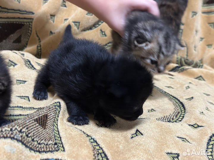 Шотландские котята