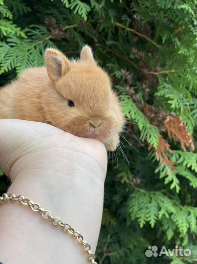 Карлики кролтки