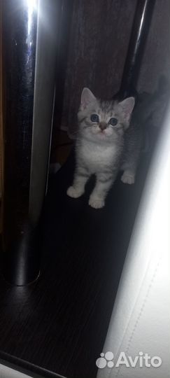 Кошки