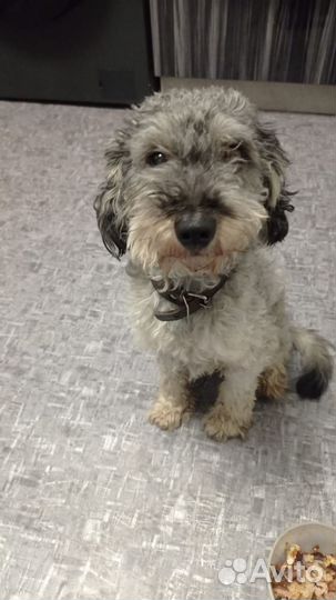 Найдена собака