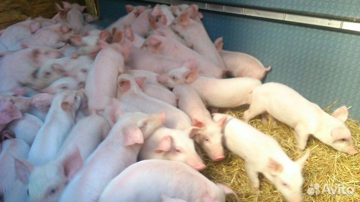 Поросята