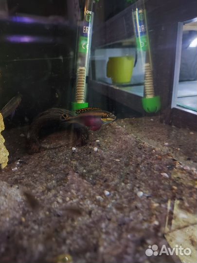 Пельвикахромис пульхера