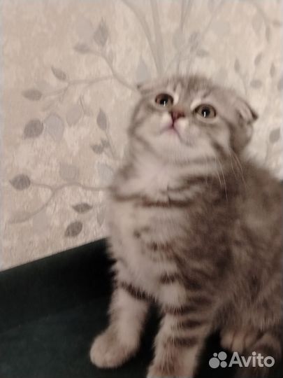 Шотландская