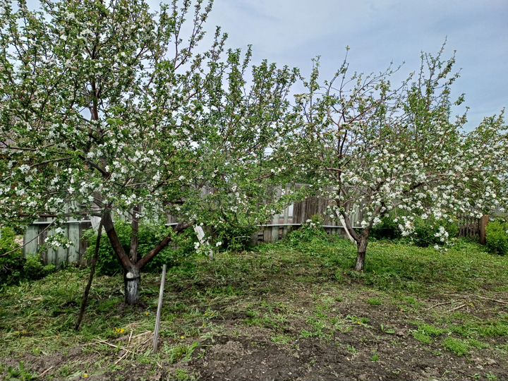 Дом 56,8 м² на участке 25 сот.