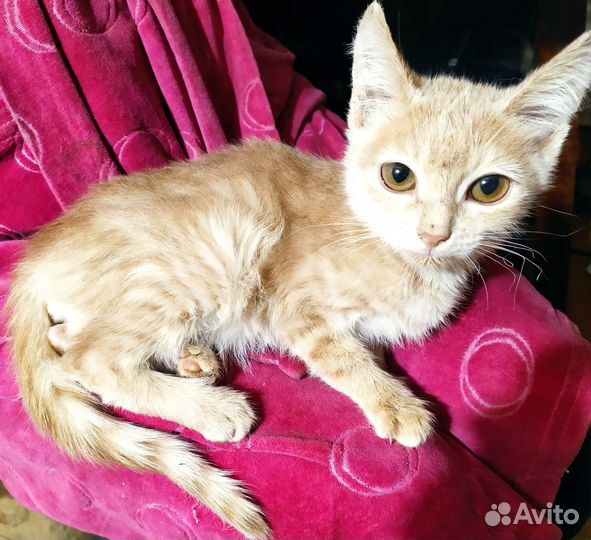 Котенок Линк