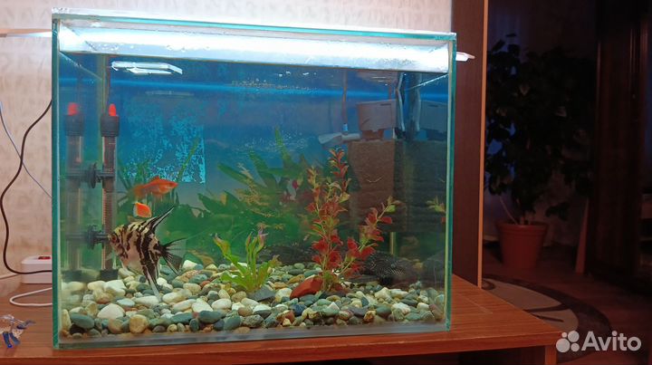 Аквариум с рыбками