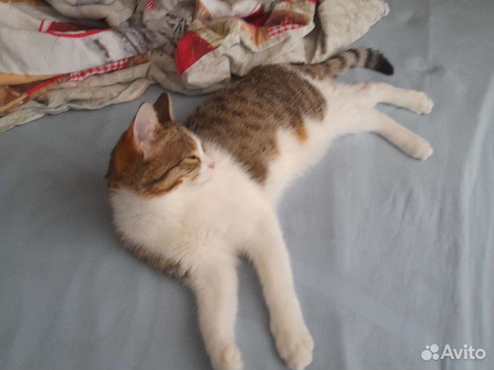 Кошка отдам в хорошие руки