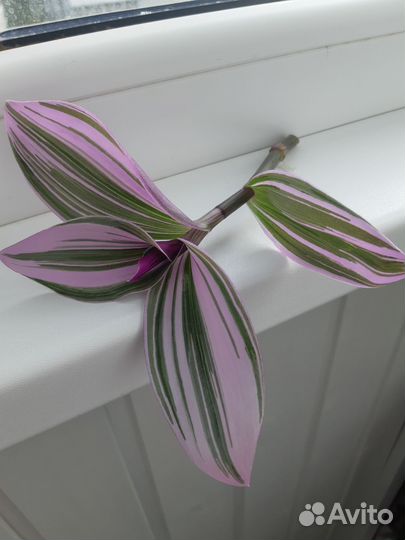 Традесканция сортовая Нанук