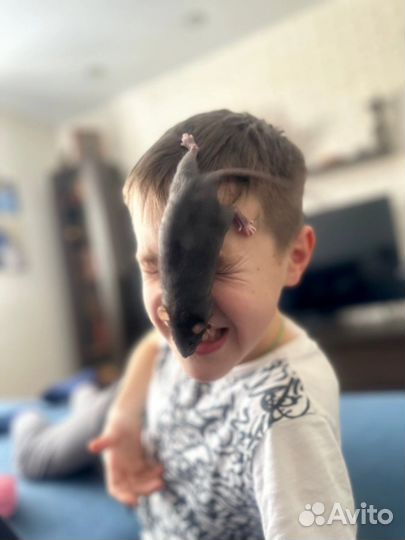 Крыса Дамбо от ratQueen