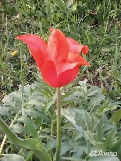 Тюльпаны луковицы микс