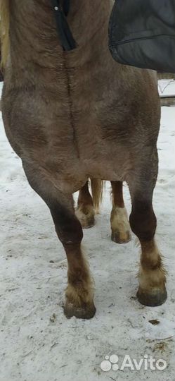 Лошади тяжеловозы