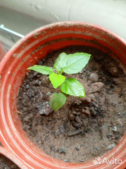 Комнатные цветы