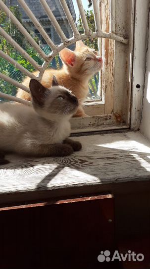 Котята в добрые руки