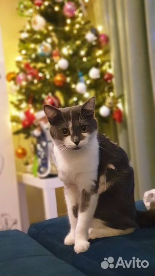 Кошка 4 года