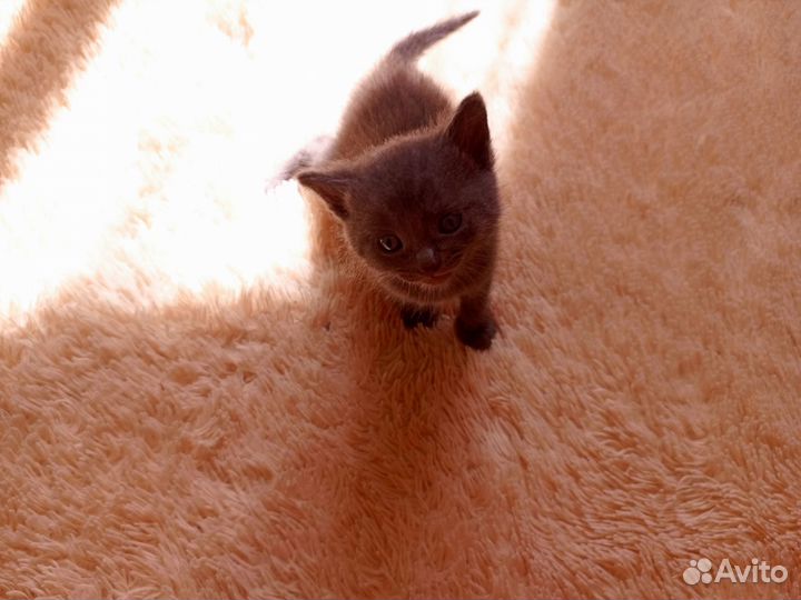 Котята