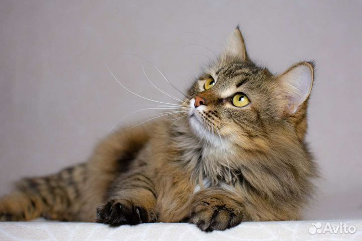 Мурочка пушистая ласковая киса с янтарными глазами
