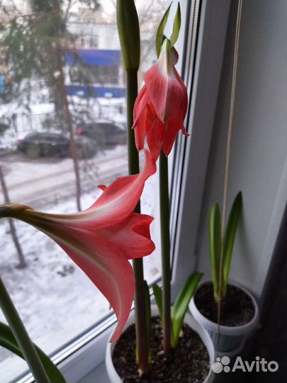 Гиппеаструм. Комнатная лилия