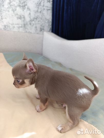 Щенки мальчик и девочка чихуахуа лиловые