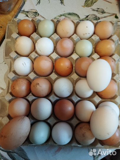 Цыплята несушки подрощенные