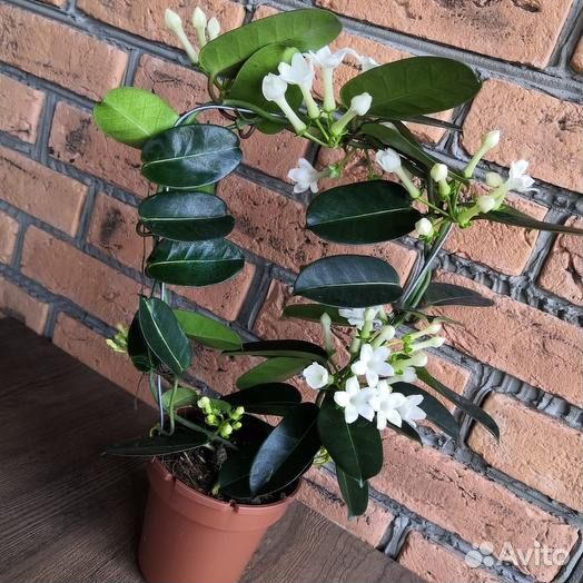 Жасмин Стефанотис