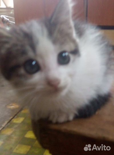 Кошка в дар