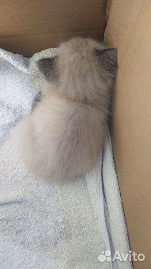 Котёнок девочка, игривая, красавица и умница