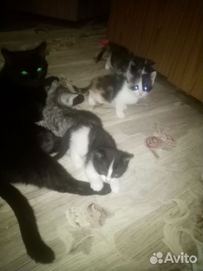 Кошка в дар бесплатно