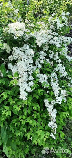 Саженцы ежемалины, спиреи, сирени, малины