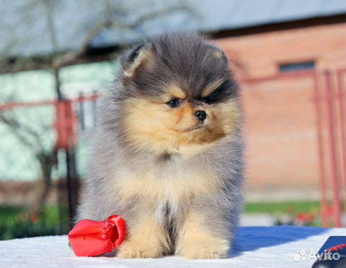 Померанский шпиц. Мерле окрас