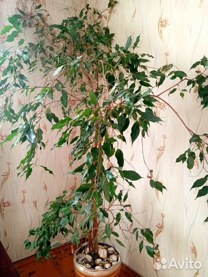 Фикус бенджамина большой