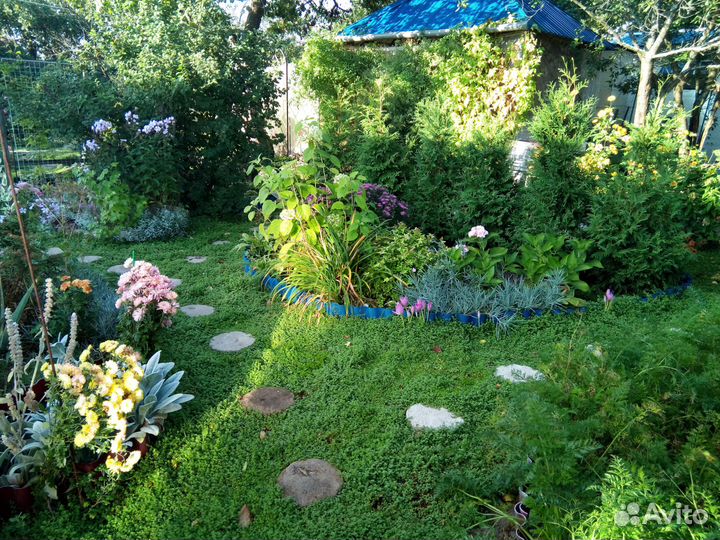 Многолетники