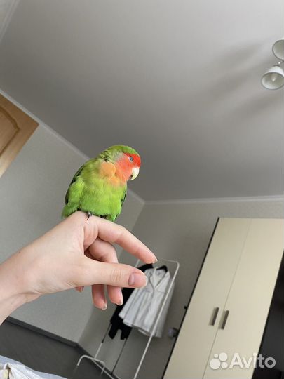Попугай с клеткой