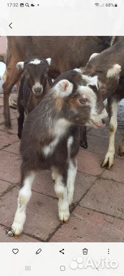 Козлята ламанча