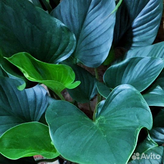 Хомалонема камуфляж, лемон лайм и др. клоны