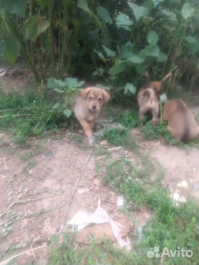 Щенки