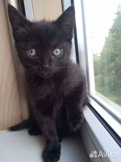 Кошки бесплатно