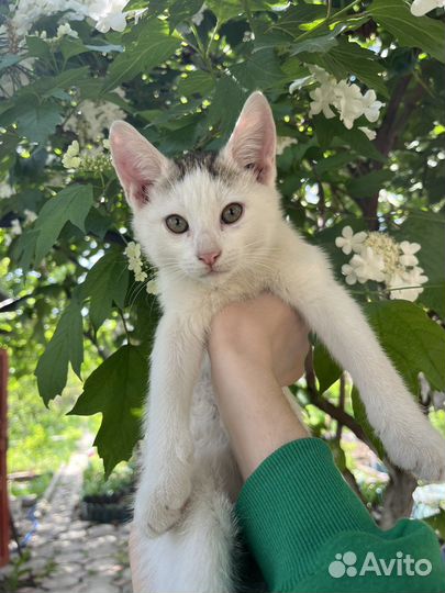 Котята в добрые руки мальчики