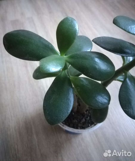 Крассула, толстянка, денежное дерево