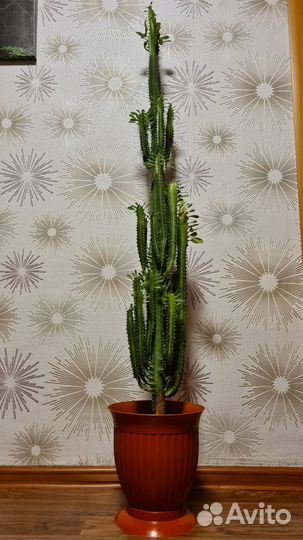 Молочай трехгранный