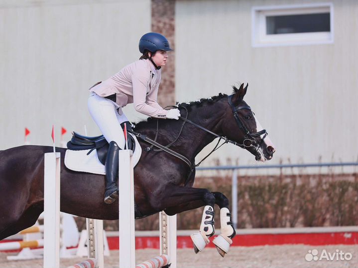 Аренда лошади конкур