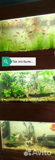 Аквариумы от 100 литров