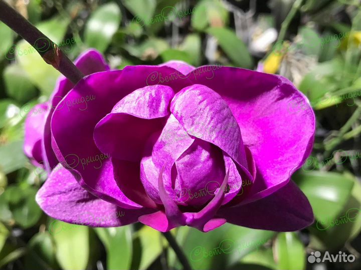 Орхидея фаленопсис бабочка