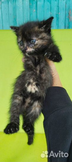 Котята в добрые руки бесплатно