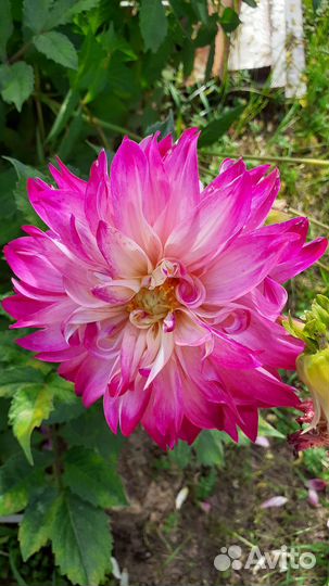 Георгины клубни