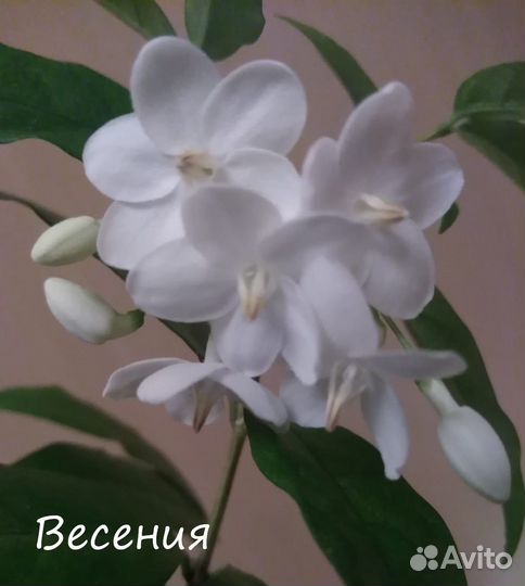 Комнатные растения
