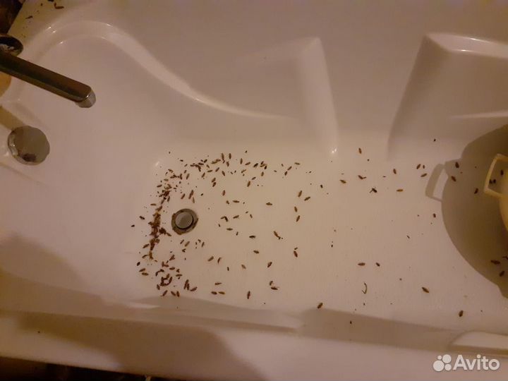 Уничтожение клопов травить тараканов Дезинфекция