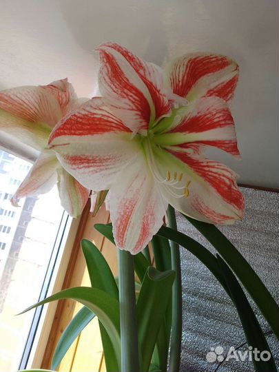 Гиппиаструм