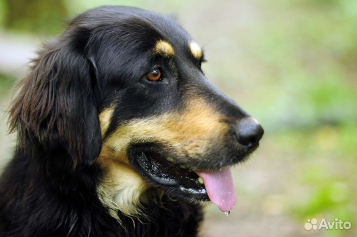 Девочка ищет дом