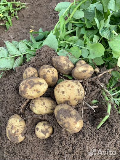 Услуги в области сельского хозяйства